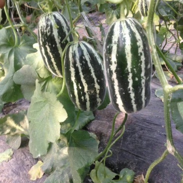 [博洋甜瓜批发]博洋甜瓜9号,单瓜半斤到一斤三两,糖度15个以上价格1.6