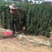 北海道专注栽培10年，样像好，成活高，原产地一手货源，欢