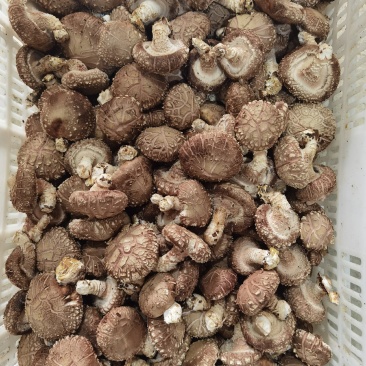 宁强县永定家庭农场七河9号颜色好新鲜香菇