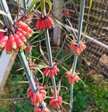 [黄精种子批发]红花滇黄精种子价格50.00元/斤 - 一亩田