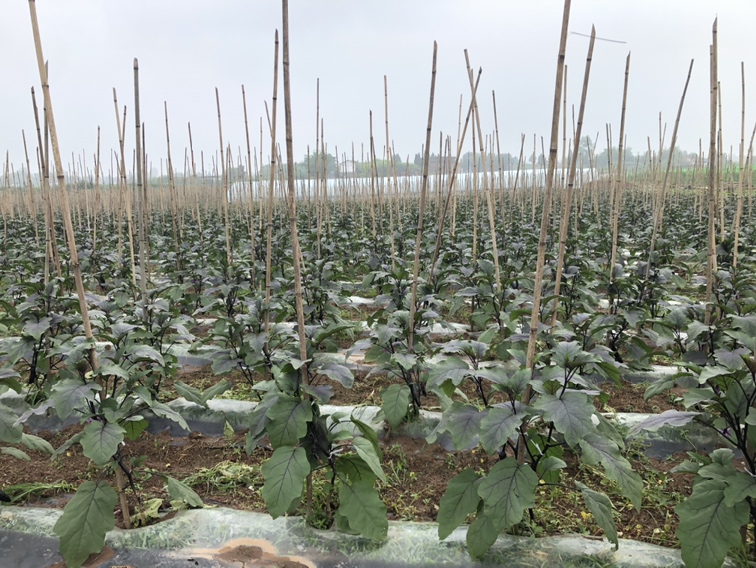 秀洲区农户采摘本地线茄现场
