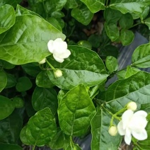 精品茉莉花花期长易栽养大量优质茉莉花苗出售欢迎老板联系我