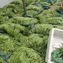 小金豆上市了