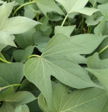 洛薯13.试管苗级原原种薯,本社特从洛阳农科院最新引进