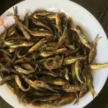 黄骨鱼…诚信经营，合作共赢，是本合作社的经营理