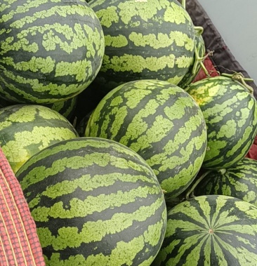 [西瓜批发]大荔西瓜大量上市中价格0.90元/斤 - 一亩田