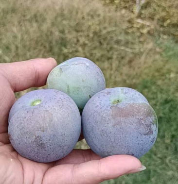 五月脆李子一点红