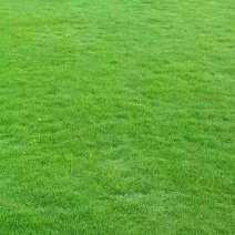 出售大叶油草，台湾草，马尼拉草