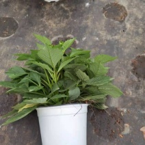 精品大丽花150盆，双色盆，观赏花木，绿化苗木