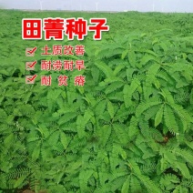 田菁种籽涝豆田箐田青碱青种子果园固氮绿肥改良土壤道路护坡