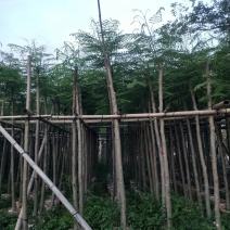 凤凰木