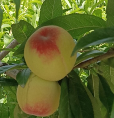 [桃批发]毛桃价格0.60元/斤 - 一亩田