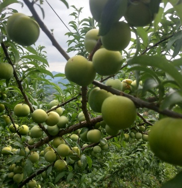 [李子批发]贞丰四月李价格2.20元/斤 - 一亩田