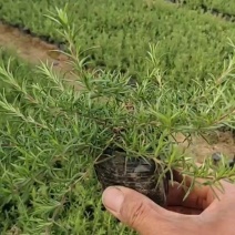 福禄考，玫红色，耐寒30多度，作花海，质量优，价格便宜。