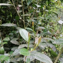 原始森林里的紫色茶