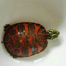 火焰龟，🐢草龟，巴西龟，甲鱼需要的来咨询吧