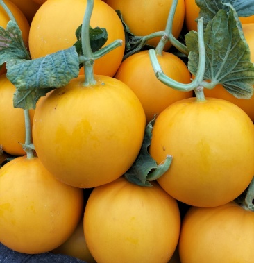 [久红瑞甜瓜批发]瑞红价格1.10元/斤 - 一亩田