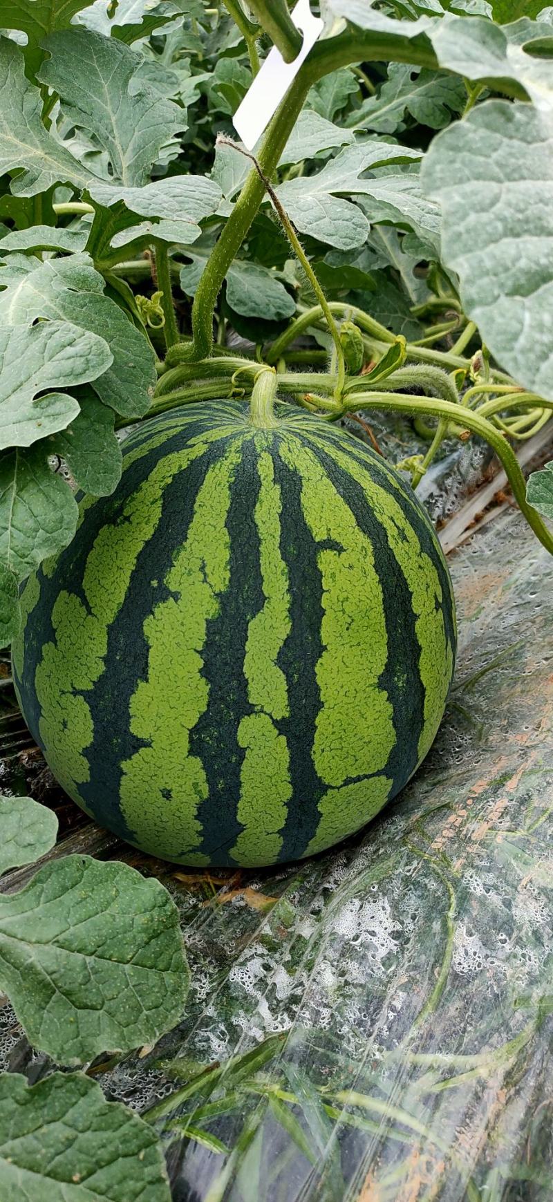 [美都西瓜批发]四川德阳中江县西瓜 1.50元/斤精品美都皮薄 _ 一亩田