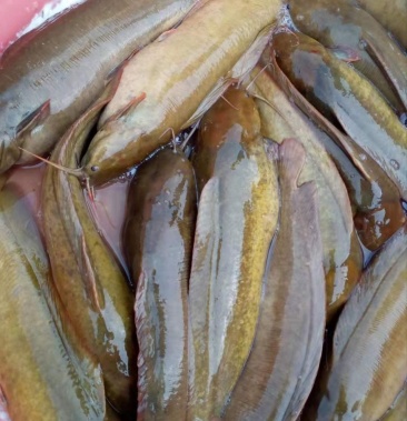 塘角鱼 塘虱 养了一年半 长期供应 大量出可以聊