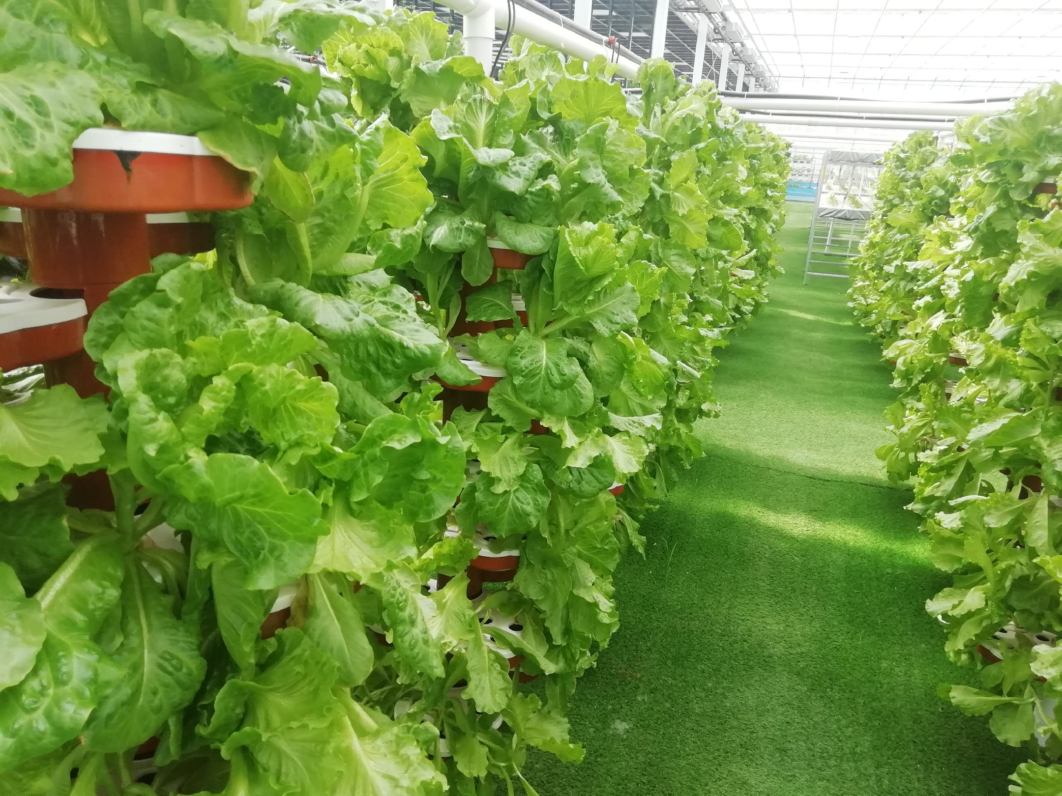 左侧为散叶生菜植株,叶片呈波浪状松散排列,无明显叶球;右侧为圆生菜植株,外层叶片包裹成浅球形,顶部略凸起,整体紧凑。背景为温室栽培环境,土壤湿润,植株间距约25厘米 散叶生菜与圆生菜植株对比图