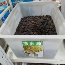 油麻藤种子多年生豆科爬藤乔林灌木蜜源绿化护坡固土景观