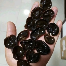 专业泡水木耳泡水木耳泡水木耳泡水木耳