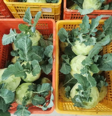 台湾翠玉水果苤蓝8000斤