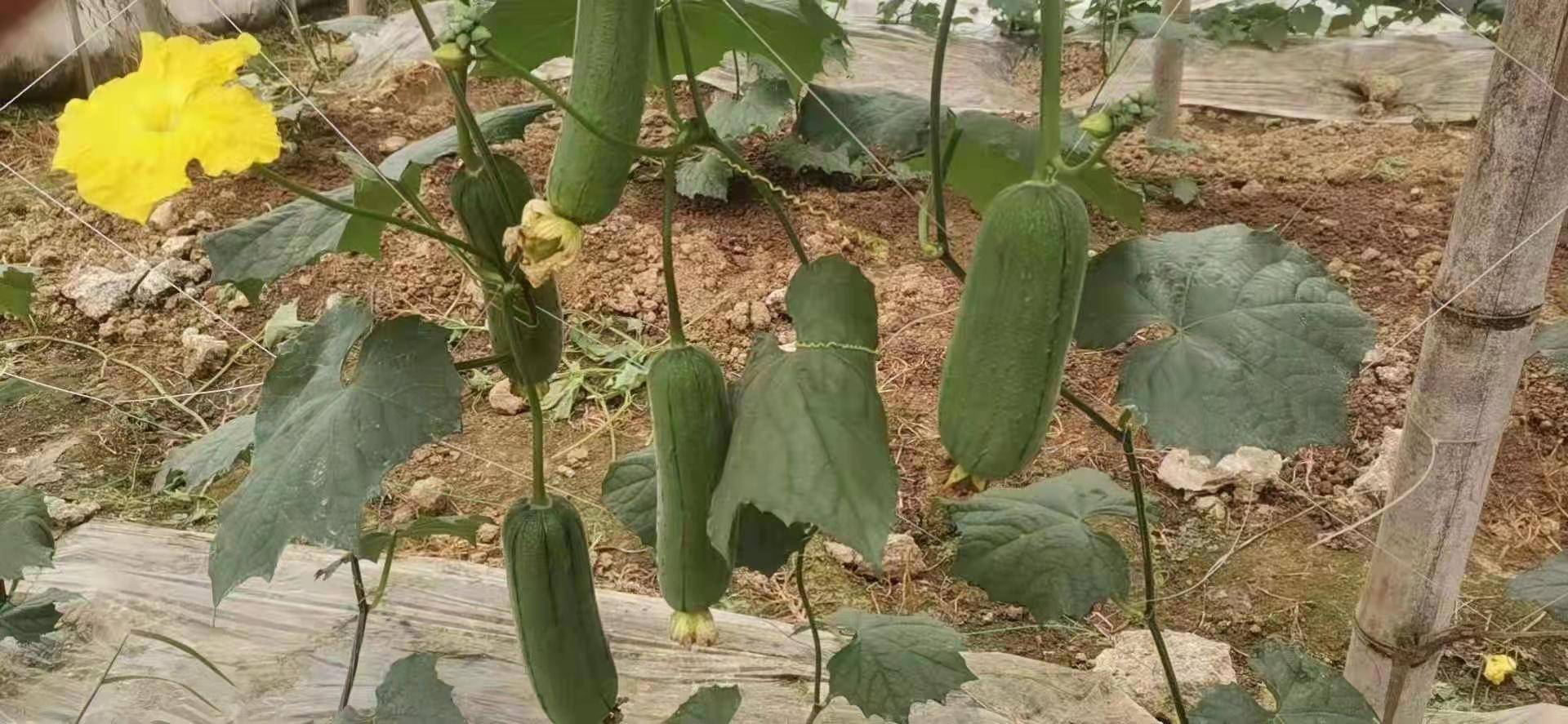 丝瓜实验研究数据图