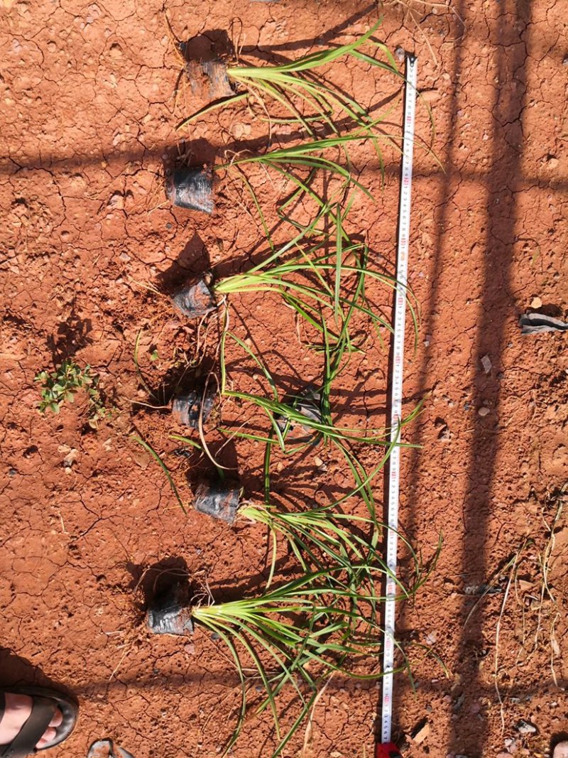 大花萱草～云南昆明宜良苗圃基地直销,露天苗
