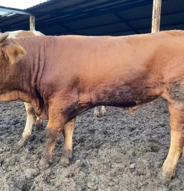 利木赞牛犊俗称吨牛长势快年长2000斤以上包成活率