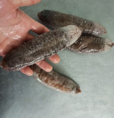 海参.赤参.赤条参.