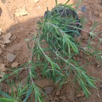 花海建设，丛生福禄考