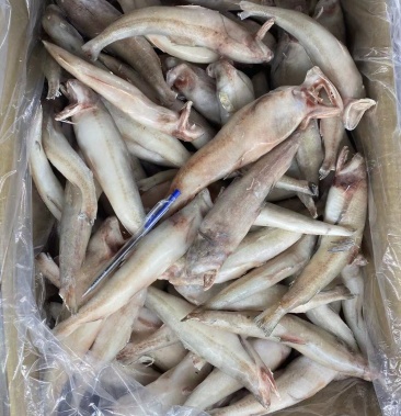 龙头鱼水潺九肚鱼