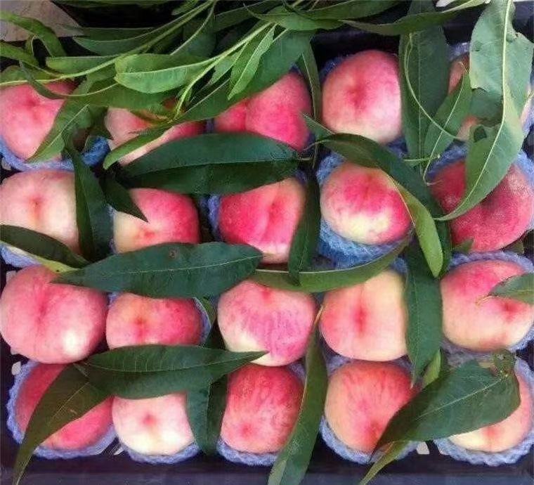 一盘新鲜采摘的深红色红桃果实,表皮光滑带有自然果霜,部分已切开展示其紫红色果肉,背景为木质砧板与绿色植物衬托,突出天然健康氛围 红桃果实特写