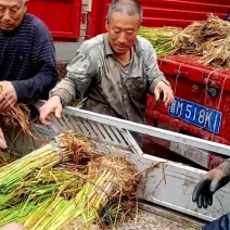 香蒲