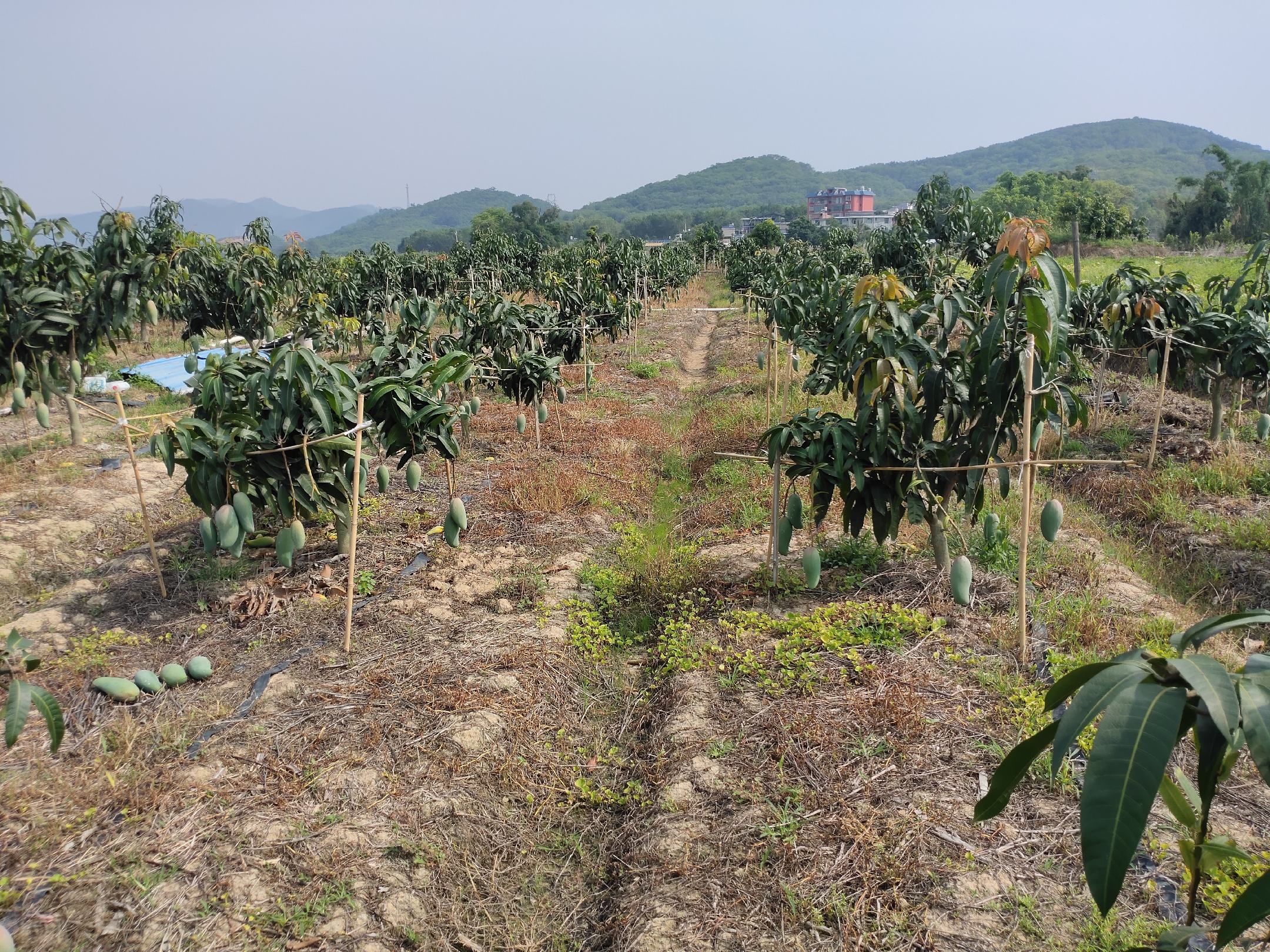 越南北部山区连片的大青芒种植园,阳光照射下成片青翠的芒果树整齐排列,远处有农民在田间劳作,地面覆盖着有机秸秆,展示生态化种植场景 越南大青芒果园航拍图