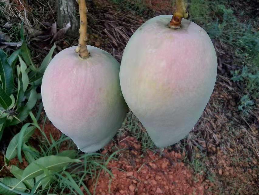 小台芒成熟果实特写