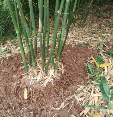 [竹子批发]巨黄竹,佯黄竹价格12.00元/棵 - 一亩田
