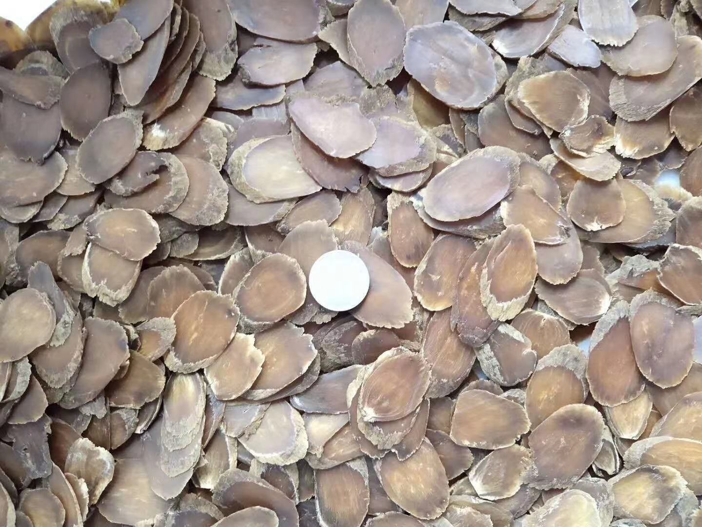 红参横切面显微结构示意图