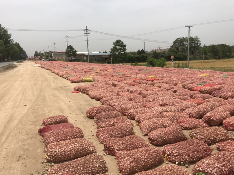 山西省应县下社镇田间,蒜农正在手工采收成熟的白皮蒜,泥土松软,蒜头露出地面,部分已完成绑扎晾晒,阳光明媚,背景有农用三轮车和成排晾晒的蒜串 应县蒜农采收现场