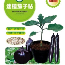 嫁接茄子砧茄子嫁接砧木种子茄子砧木种子茄子专用砧木