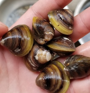 淡水河蚬周边配送资源稳定质量保证