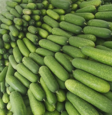 毛节瓜,百亩基地吊瓜新苗上市