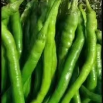 青辣椒