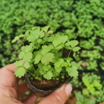 撒种蛇莓小苗蛇莓果生命力超强耐阴地被植物
