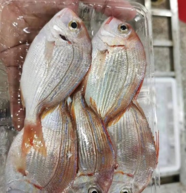 赤棕鱼,板仔鱼,红腊鱼,工厂直发,平台爆款