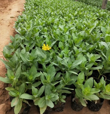 百日草杯苗 红黄百日草 自家货源 质量有保证 欢迎垂询