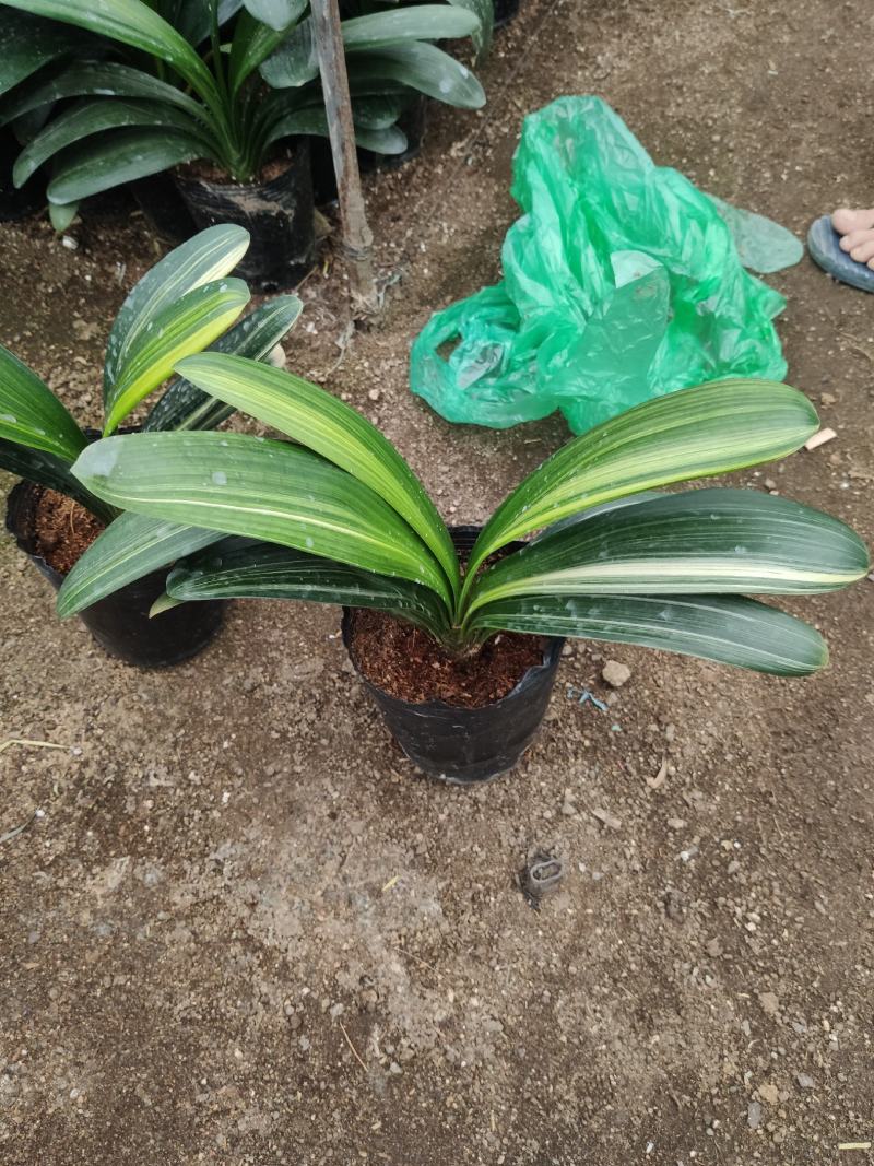 君子兰彩兰鸳鸯兰