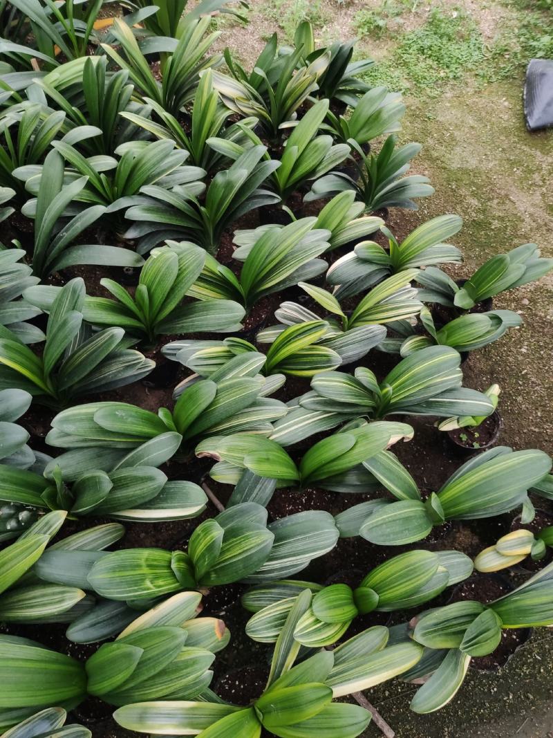 君子兰彩兰鸳鸯兰