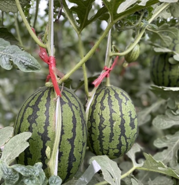 正宗庞各庄西瓜小吊瓜